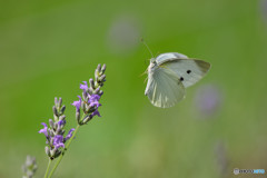 Flying
