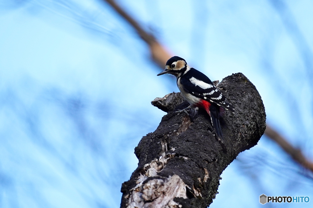 可愛いアカゲラさん