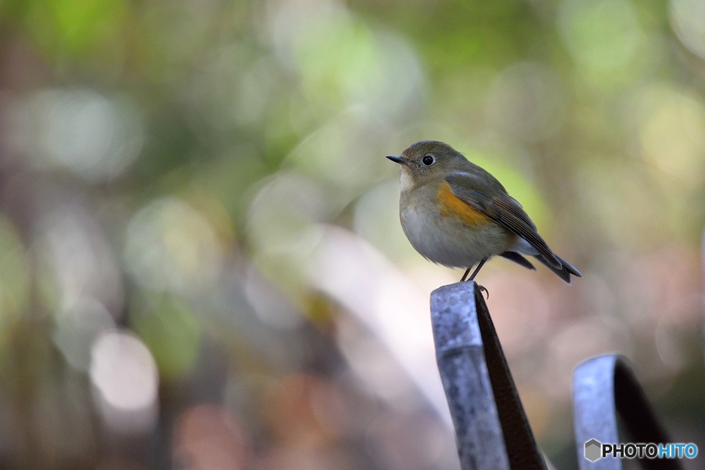 玉ボケに包まれて