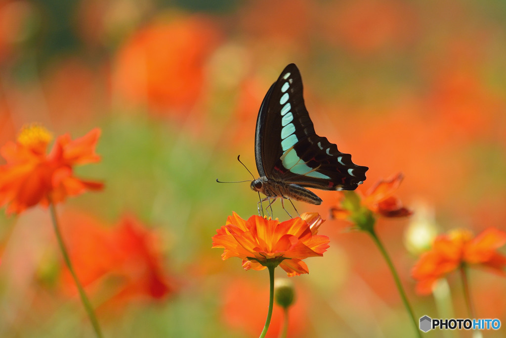 キバナコスモスにアオスジアゲハ