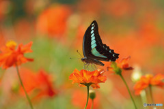 キバナコスモスにアオスジアゲハ