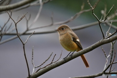 愛しいジョビ子さん