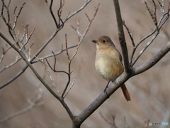 囀るジョウビタキ