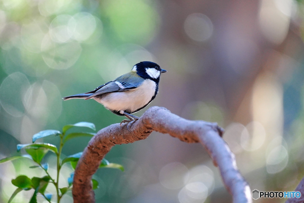 木洩れ日の中で