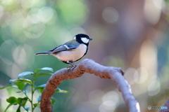木洩れ日の中で