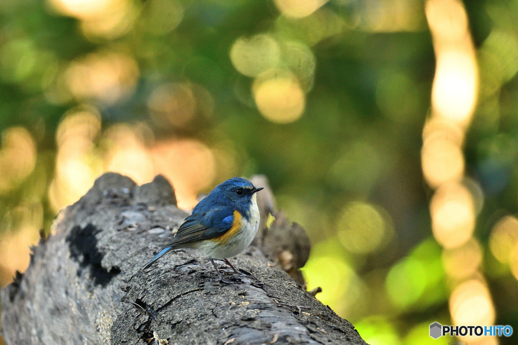 瑠璃色の貴公子