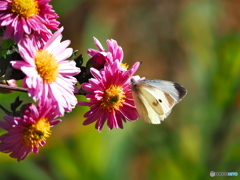 小菊にモンシロチョウ