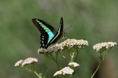 アキレアにアオスジアゲハ