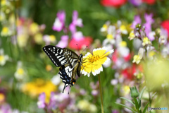 お花畑のアゲハチョウ