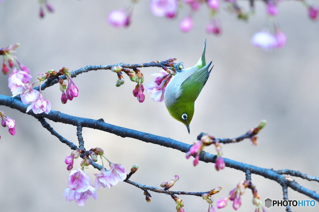 河津桜にメジロ