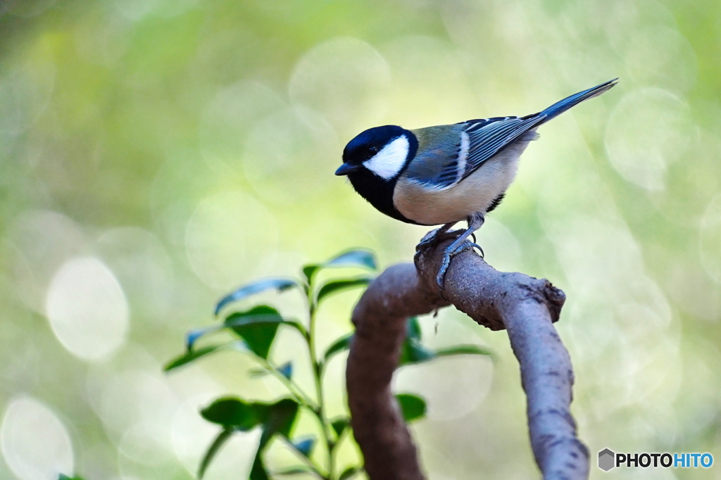 木洩れ日の中で