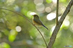 木漏れ日の中で