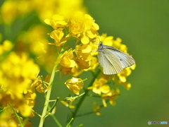 菜の花にモンシロチョウ
