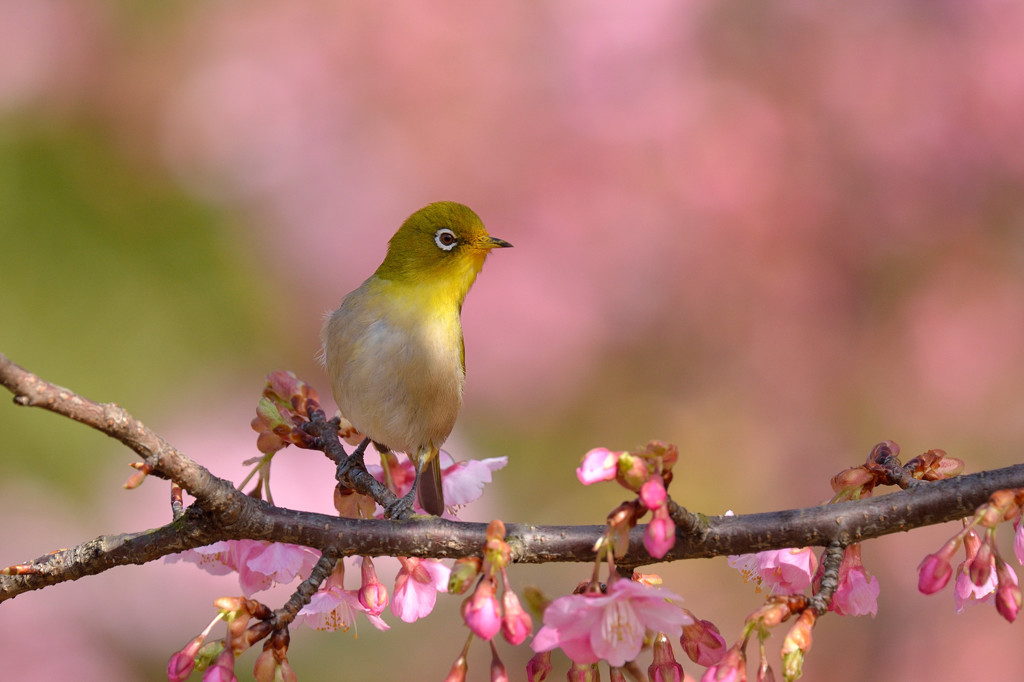 河津桜に
