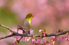 河津桜に