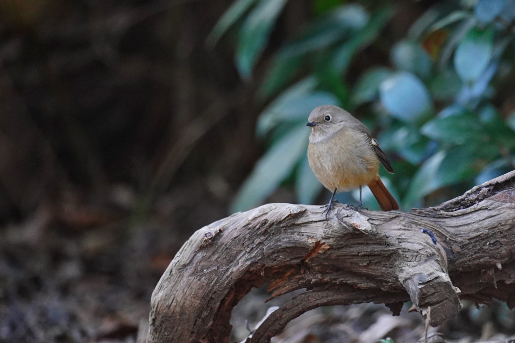 癒しのジョビ子さん