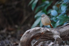 癒しのジョビ子さん