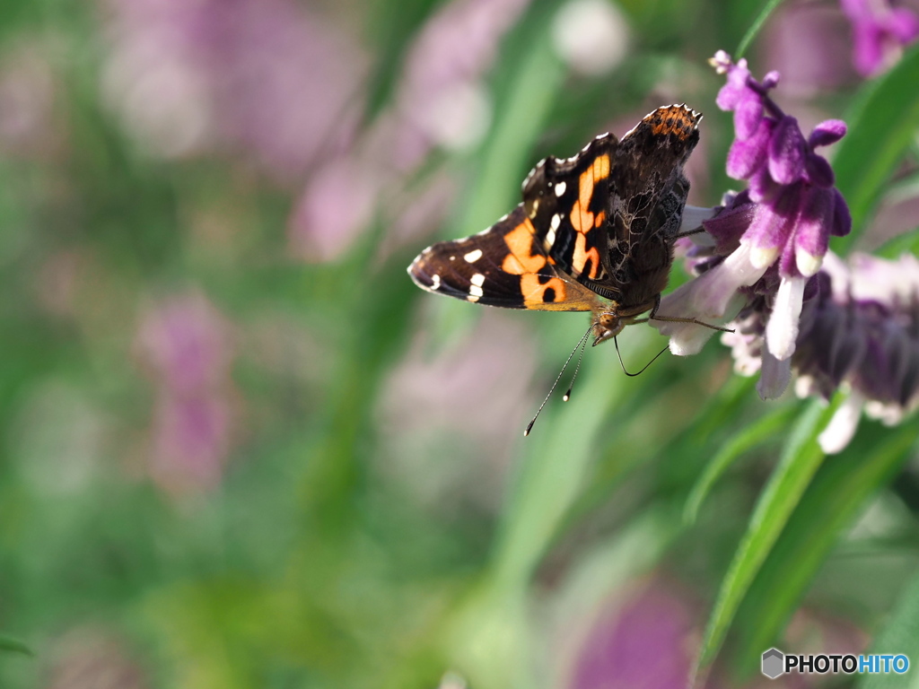 元気なアカタテハ