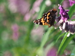 元気なアカタテハ