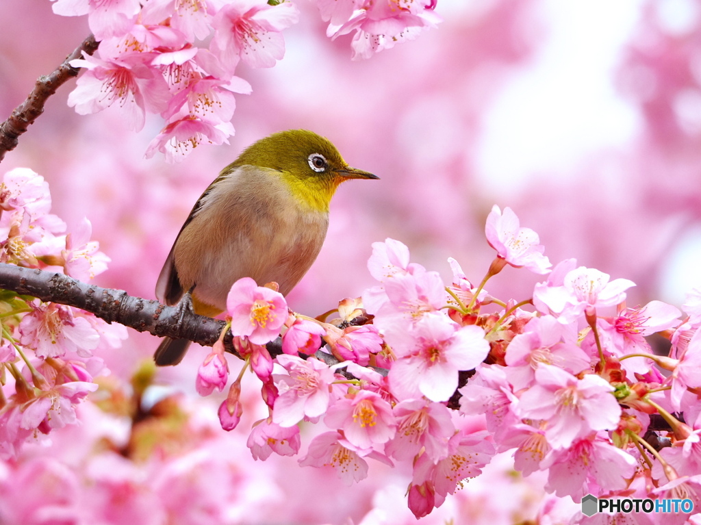 河津桜にメジロ