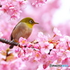 河津桜にメジロ