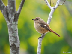 春が来た