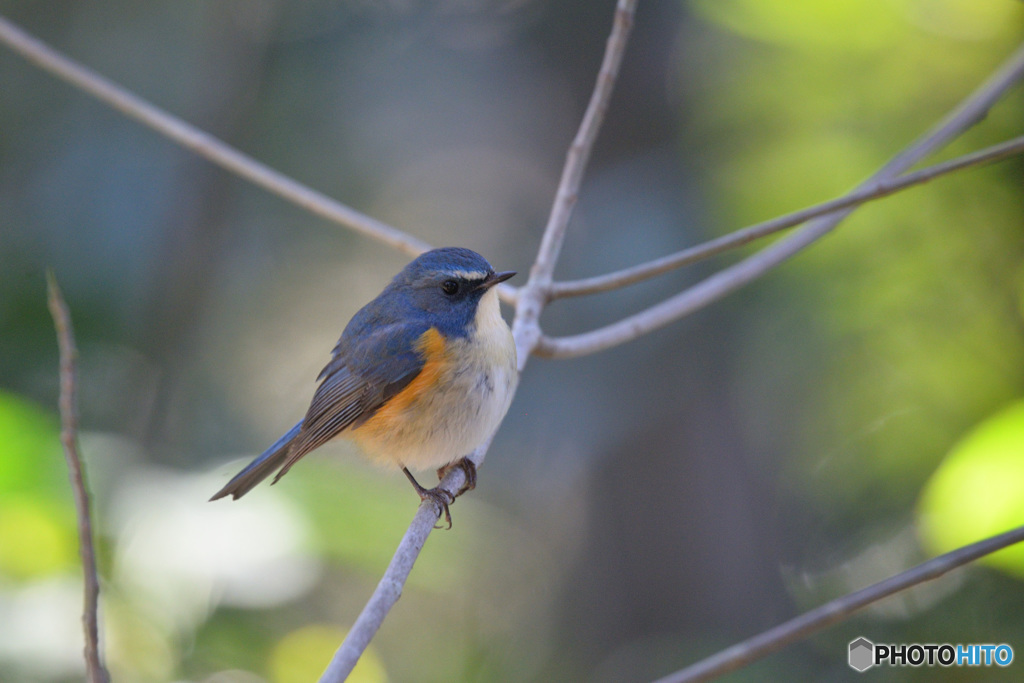 木漏れ日の中で