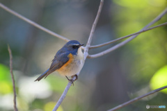 木漏れ日の中で