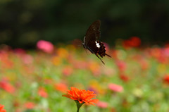 百日草畑のモンキアゲハ