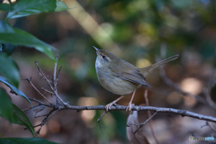 春告鳥Ⅱ