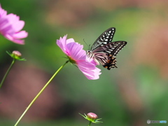 秋桜にアゲハチョウ