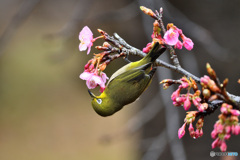 河津桜とメジロ