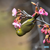 河津桜とメジロ
