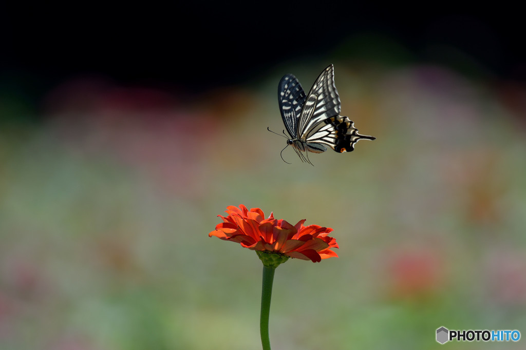 ジニア畑のアゲハチョウ
