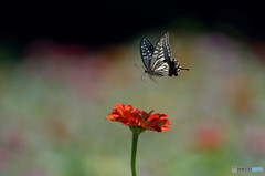 ジニア畑のアゲハチョウ