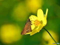 キバナコスモスにイチモンジセセリ