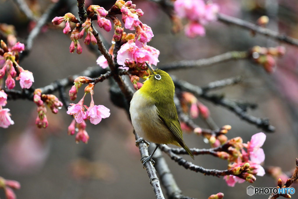 春の気配