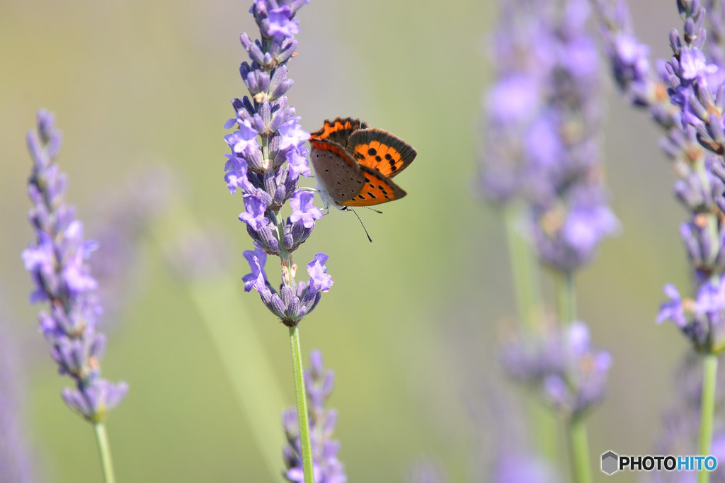 ラベンダー畑のベニシジミ