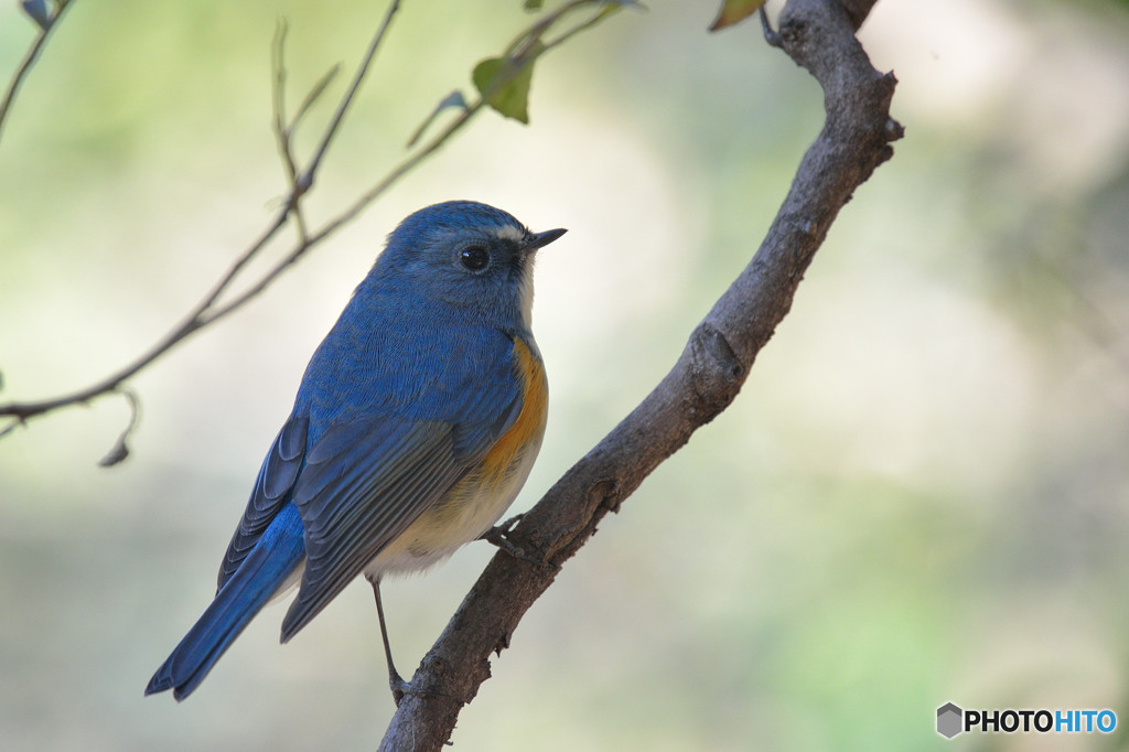 幸せ運ぶ青い鳥