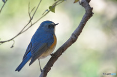 幸せ運ぶ青い鳥
