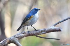 幸せ運ぶ青い鳥