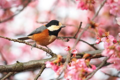 河津桜にヤマガラ