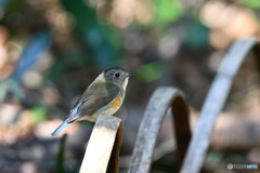 木漏れ日の中で