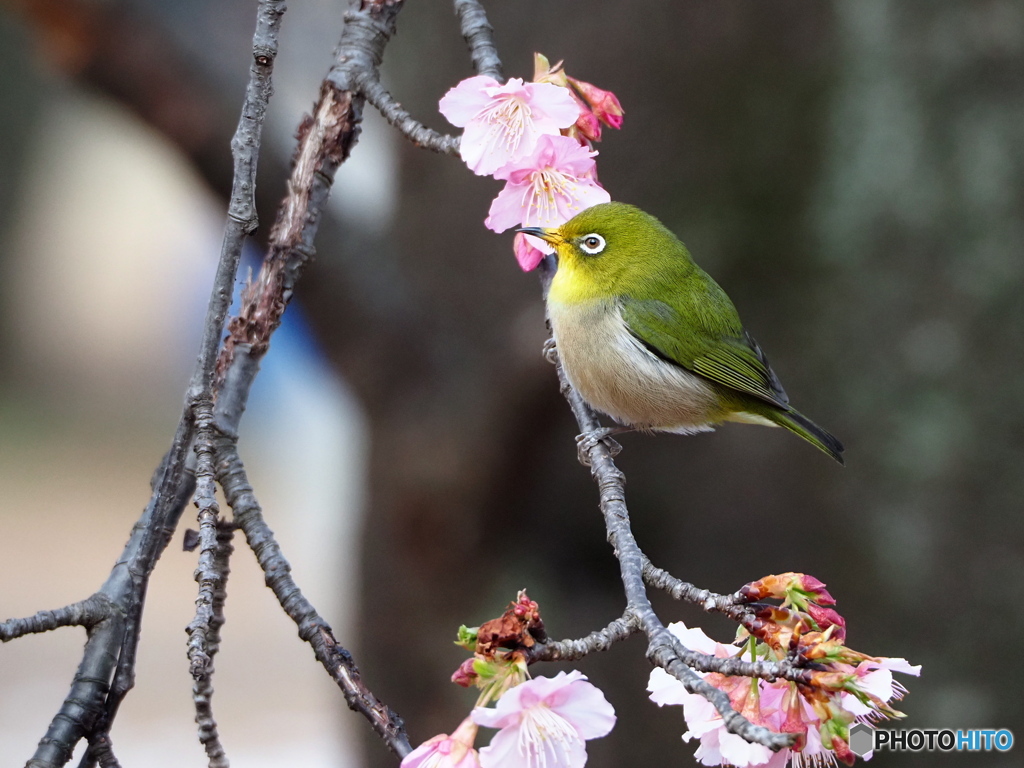 河津桜とメジロ