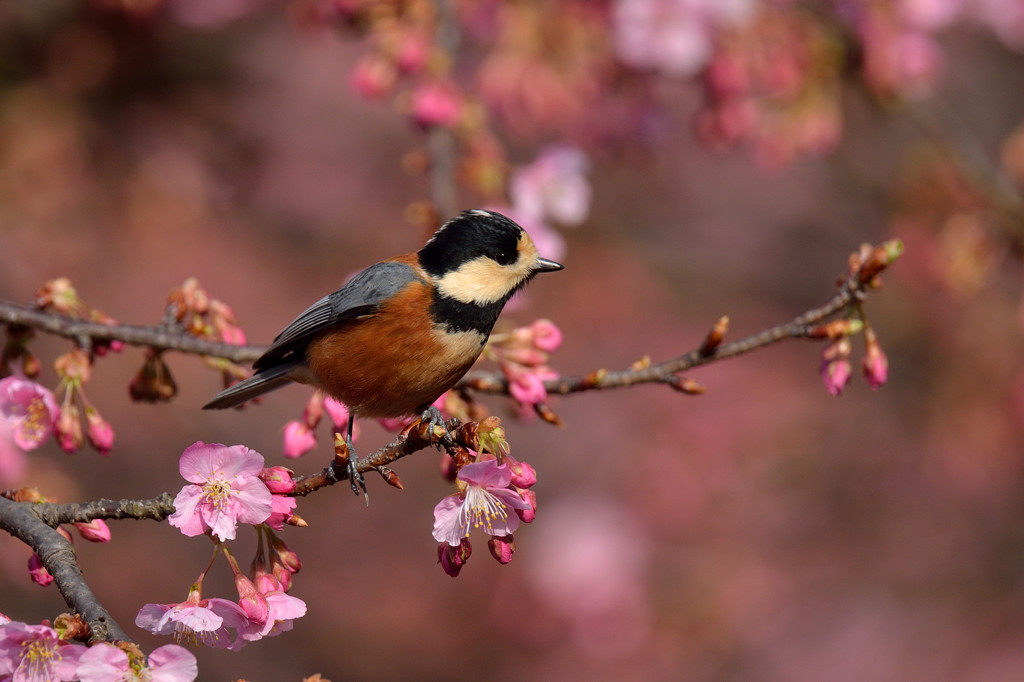 春の訪れ