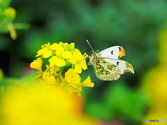 菜の花とツマキチョウ