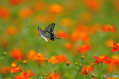 キバナコスモスに舞う