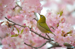 春の足音