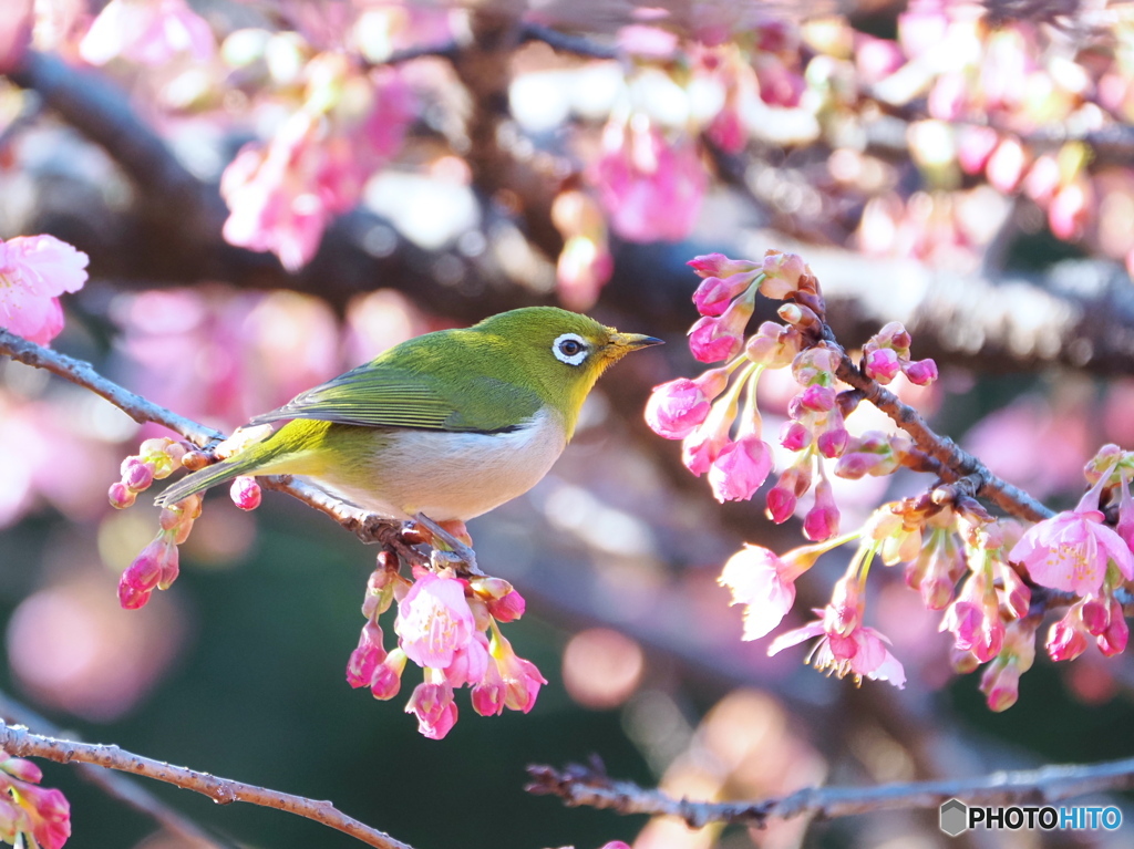 春の息吹