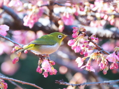 春の息吹